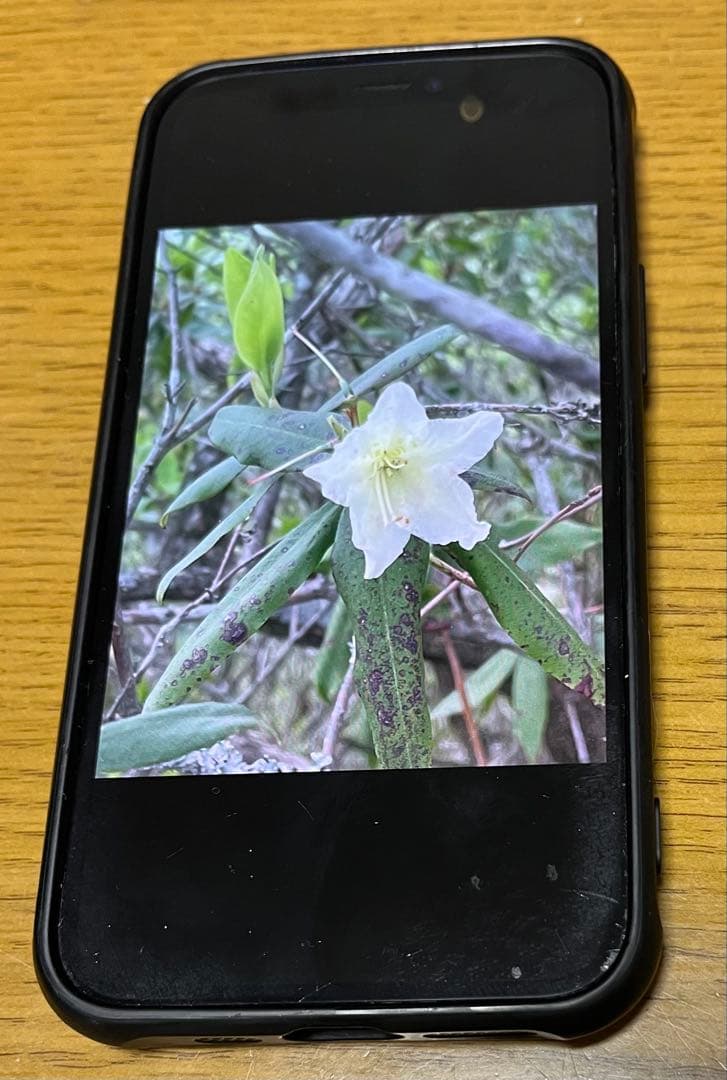 最*石様 iPhone 12mini 64GB SimFree Amazon | 【整備済み品】 Apple iPhone 12 mini 64GB ホワイト SIM